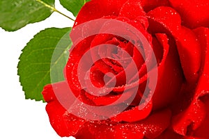 Red rose flower with water drops and green leaves over white