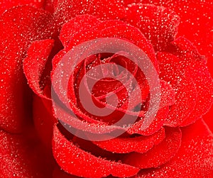 Red rose flower with water drops. Holidays greetings card concept