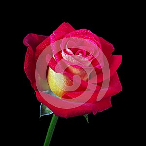 Red rose flower in water drops isolated on black