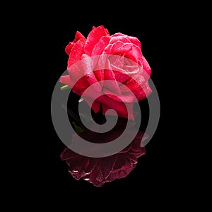 Red rose flower with water drops isolated on black