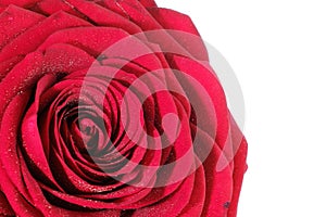 Red rose flower on white background detail