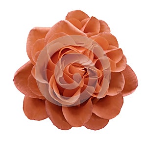 Red rose flower on a white isolated background with clipping path.Closeup no shadows.