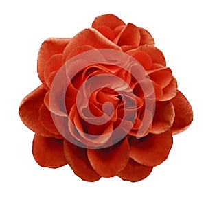 Red rose flower on a white isolated background with clipping path.Closeup no shadows.