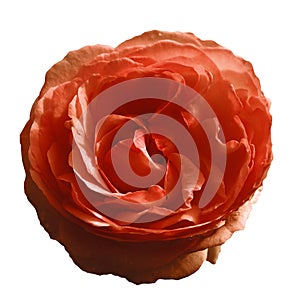 Red rose flower on white isolated background with clipping path. no shadows. Closeup.