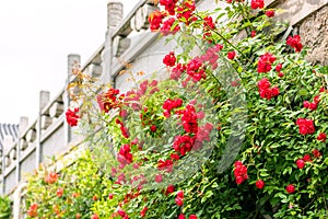 Red Rose Flowers in Ancient Temples