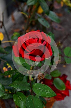 RED ROSE FLOWERS IN COPENHAGEN DENMARK