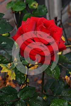 RED ROSE FLOWERS IN COPENHAGEN DENMARK