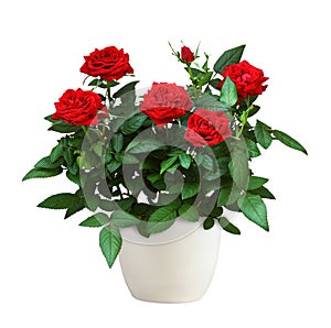 Red rose flowers in a flowerpot isolated on white background. Profile view