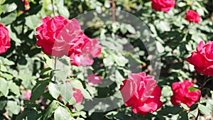 Red Rose flowers in the garden in HD VIDEO