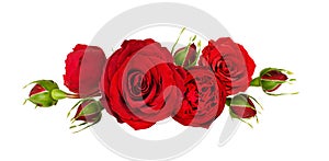 Red rose flowers in a line arrangement isolated on white