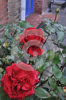 RED ROSE FLOWERS ND PLANTS COVERD WITH RAIN DROPS