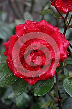 RED ROSE FLOWERS ND PLANTS COVERD WITH RAIN DROPS