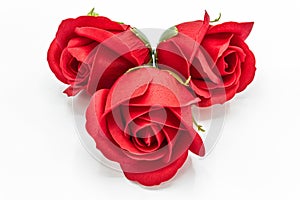 Red rose flowers on white background