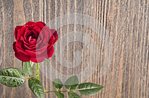 Red rose flowers on a wooden background