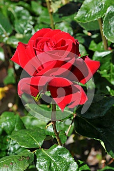 Red rose fowers in Kastrup Copenhagen Denmark