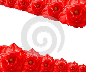 Red Rose frame