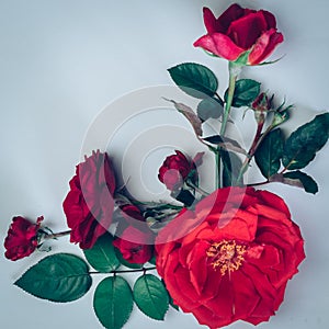 red rose frames, copy space, postcard