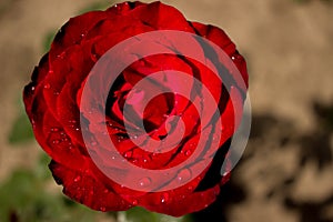 Red Rose France. Dew drops on rose petals. photo