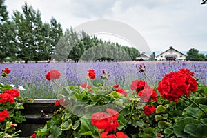 Red rose in front of laverder feild