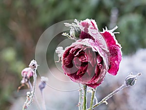 Red rose with frost