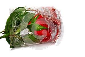 Red rose frozen in an ice