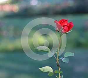 Red rose in a garden