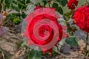 Red Rose in the garden