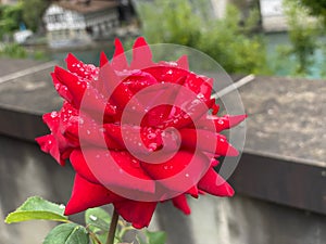 Red Rose in a garden