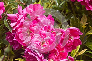 Red rose in a garden