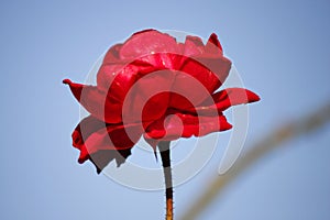 Red rose