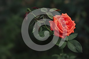 Red rose in garden