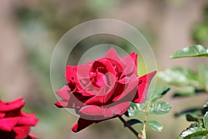 Red Rose In The Garden