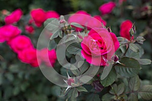 Red rose in the garden on a Bush.