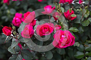 Red rose in the garden on a Bush.