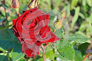 Red rose in the garden close-up fragility blossom