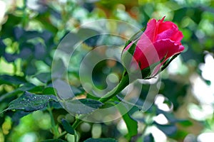 Red Rose in Garden