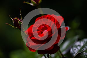 Red rose in the garden garding, valentin, card photo