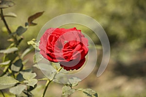 Red Rose at Garden with Green Leaf