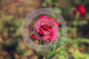 A red rose in the rose garden .it is looking a beauty queen from the all of rose in the rose garden