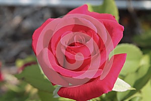 Red Rose In Garden Outside