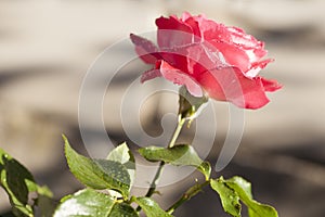 Red rose in the garden over natural