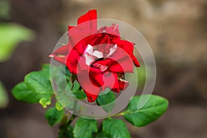 Red rose in the garden with partly withered petals close