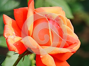 Red rose in the garden, red rose bud. Rose bush in the garden