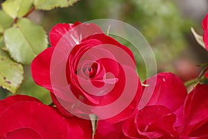 Red rose in a garden