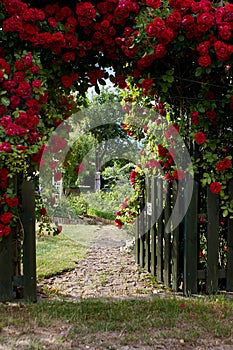 Red Rose Gate photo