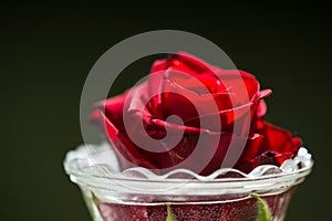 Red rose in a glass