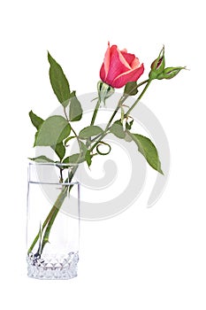 Red rose in glass isolated on white