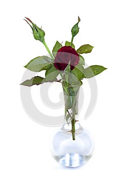 Red rose in glass vase