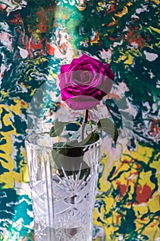 Red rose in a glass vase on the background of a painted wall.