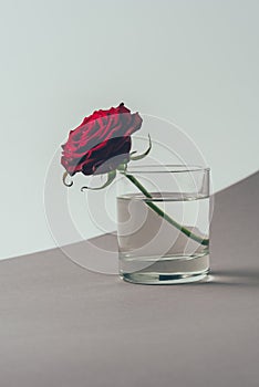 red rose in glass of water on gray surface, valentines